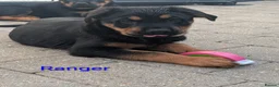 Mixed Breed dogs for sale: German Shepherd Cross Puppies  - Advert 16