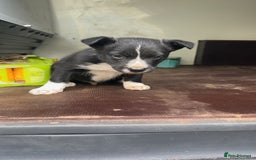 Smooth Collie dogs for sale: Collie male pup  - Image 2