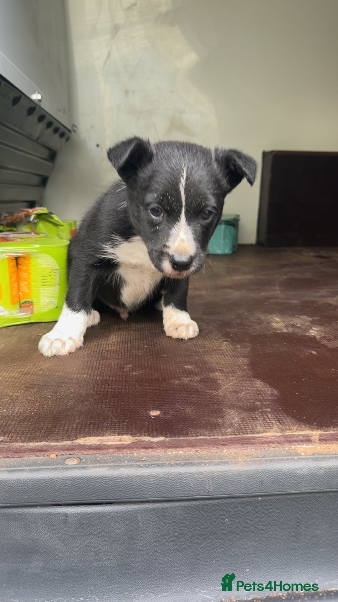 Smooth Collie dogs for sale: Collie male pup  - Image 2