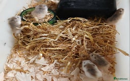 Hamster rodents for sale: Roborovski Hamsters Females   - Image 5