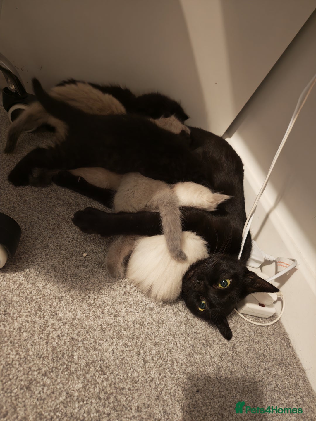 Siamese cats for sale: 🐾 Beautiful Half Siamese Kittens Ready Soon 🐾 - Image 5