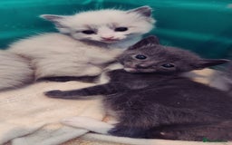 Mixed Breed cats for sale: Ragdoll X russian blue kittens - Image 1