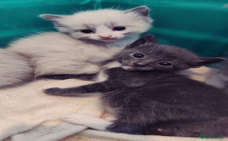 Mixed Breed cats - Advert 3