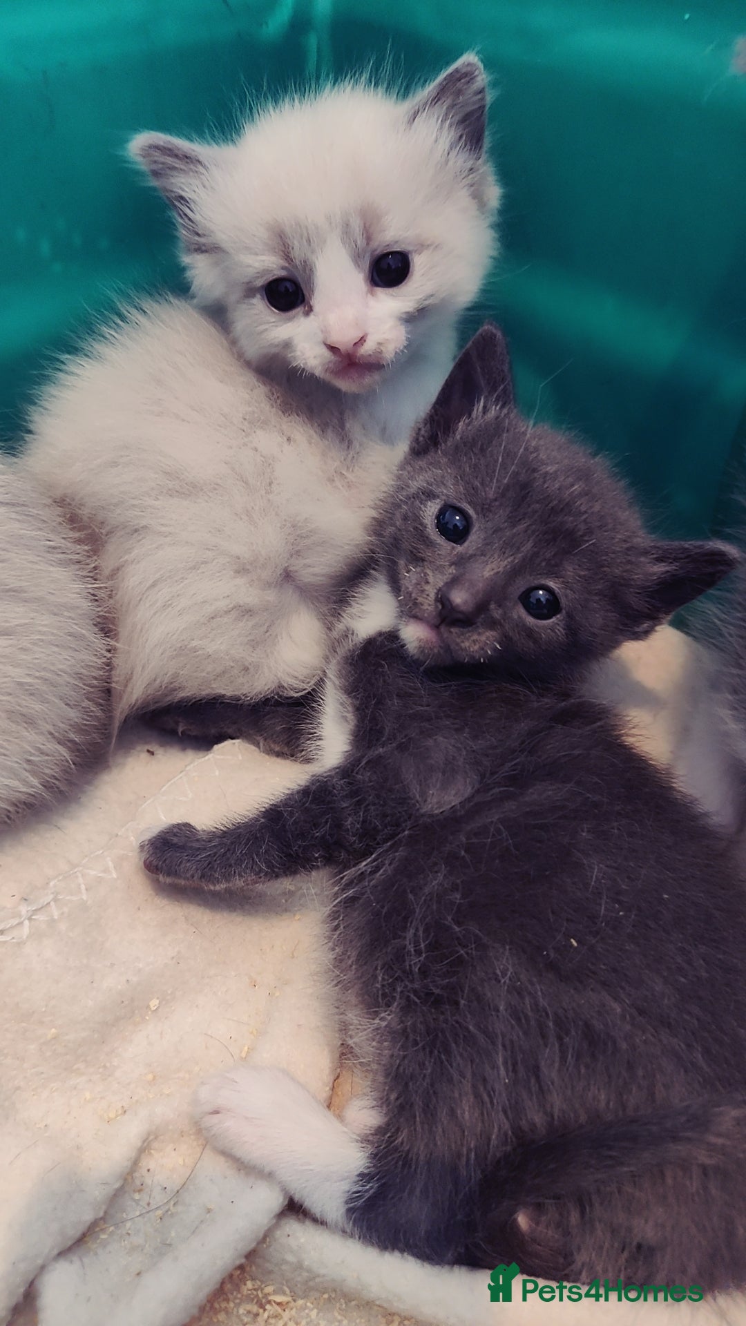 Mixed Breed cats for sale: Ragdoll X russian blue kittens - Image 1