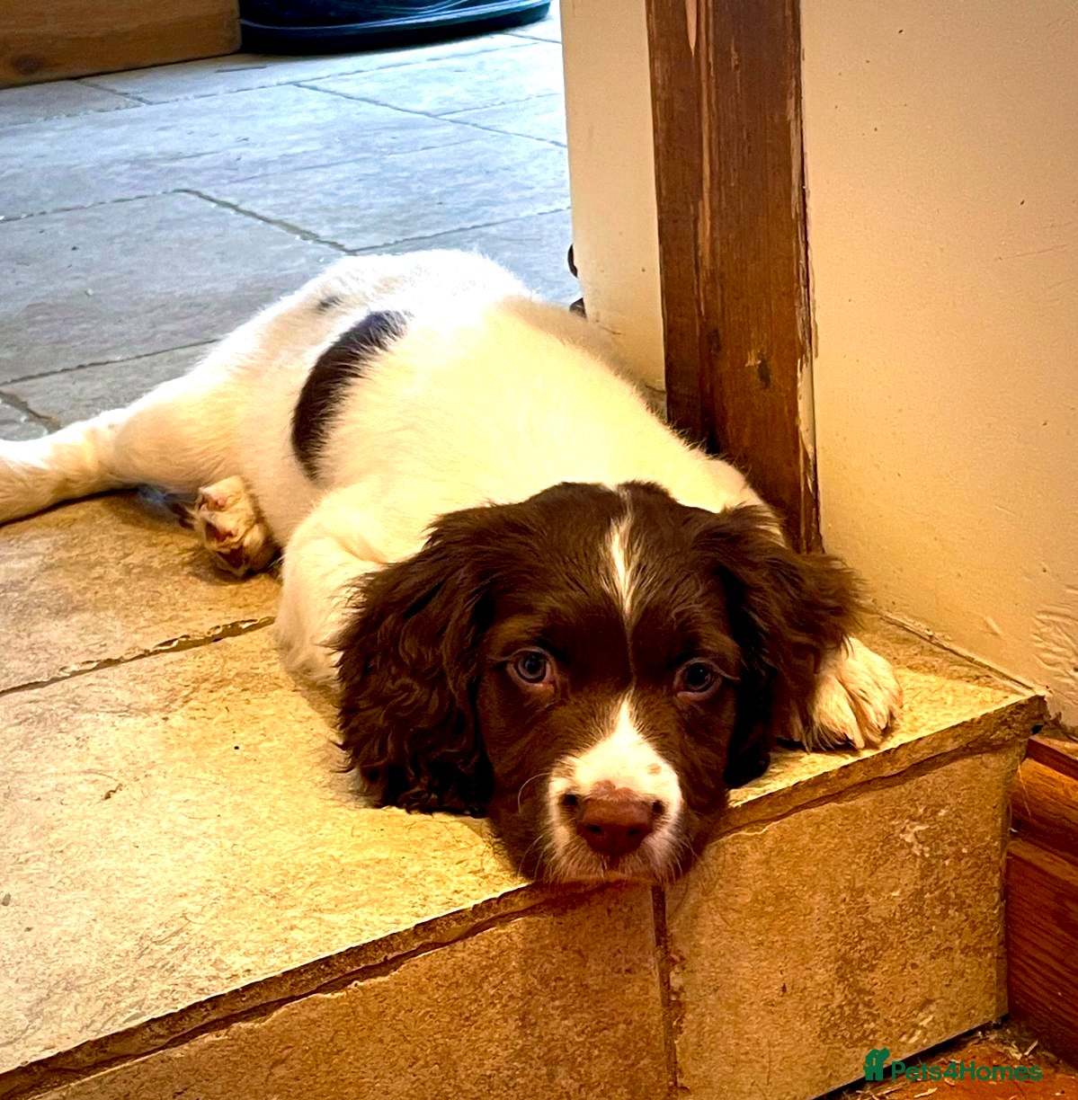 English Springer Spaniel dogs KC Reg English Springer Spaniel  - Advert 2