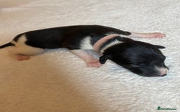 Whippet dogs for sale: 6 Stunning KC Pedigree Whippet Puppies - Image 7