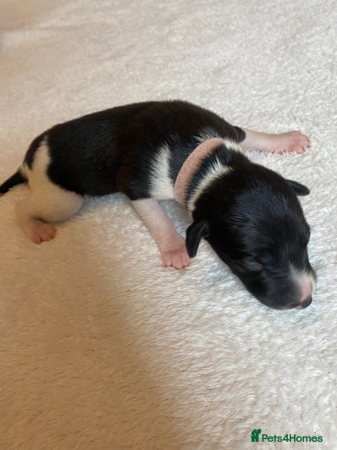 Whippet dogs for sale: 6 Stunning KC Pedigree Whippet Puppies - Image 7
