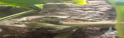 Frog reptiles for sale: Amazon milk frog with full bioactive VIV  - Advert 3