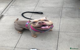 American Bully dogs for sale: Female Pocket Bully  - Image 13