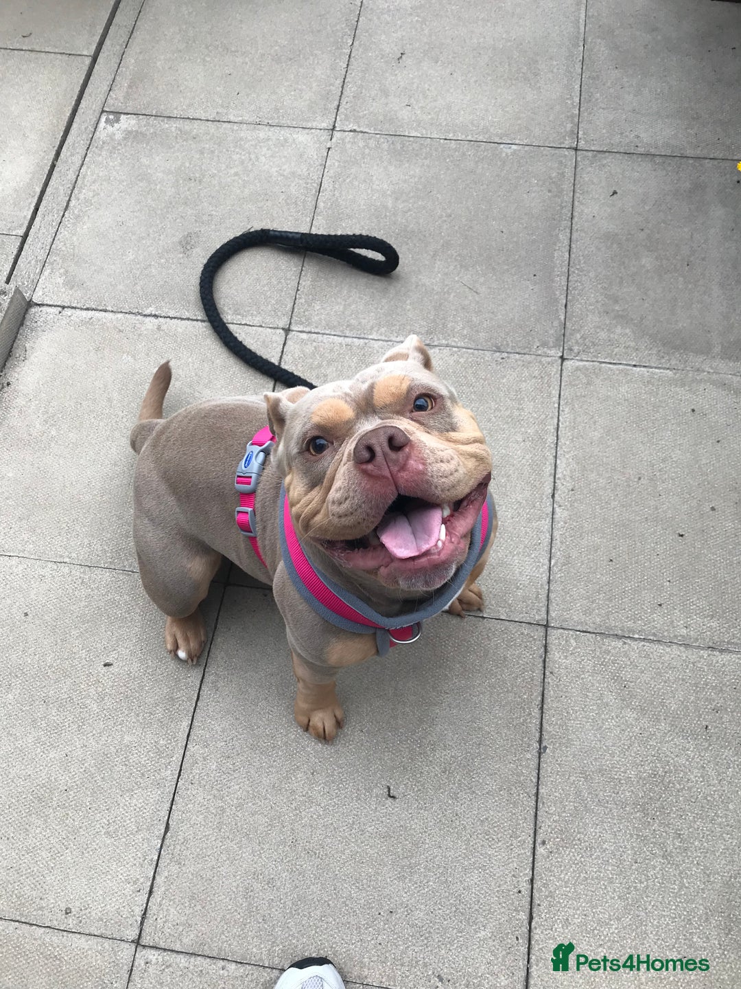 American Bully dogs for sale: Female Pocket Bully  - Image 13