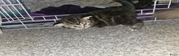 Mixed Breed cats for sale: Persian cross maincoon fluffy kittens  - Advert 23