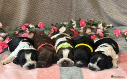 Cocker Spaniel dogs for sale: Fully Health tested show line cocker puppies  - Image 8