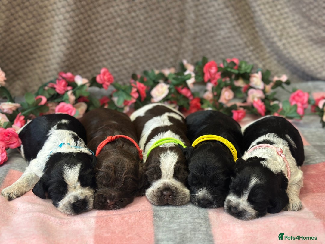 Cocker Spaniel dogs for sale: Fully Health tested show line cocker puppies  - Image 8