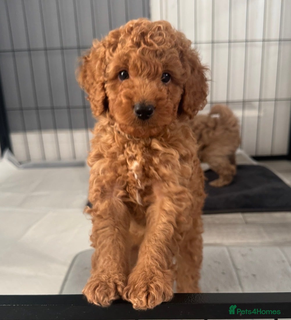 Cavapoo dogs 3 Beautiful Cavapoo Puppies for sale  - Advert 4
