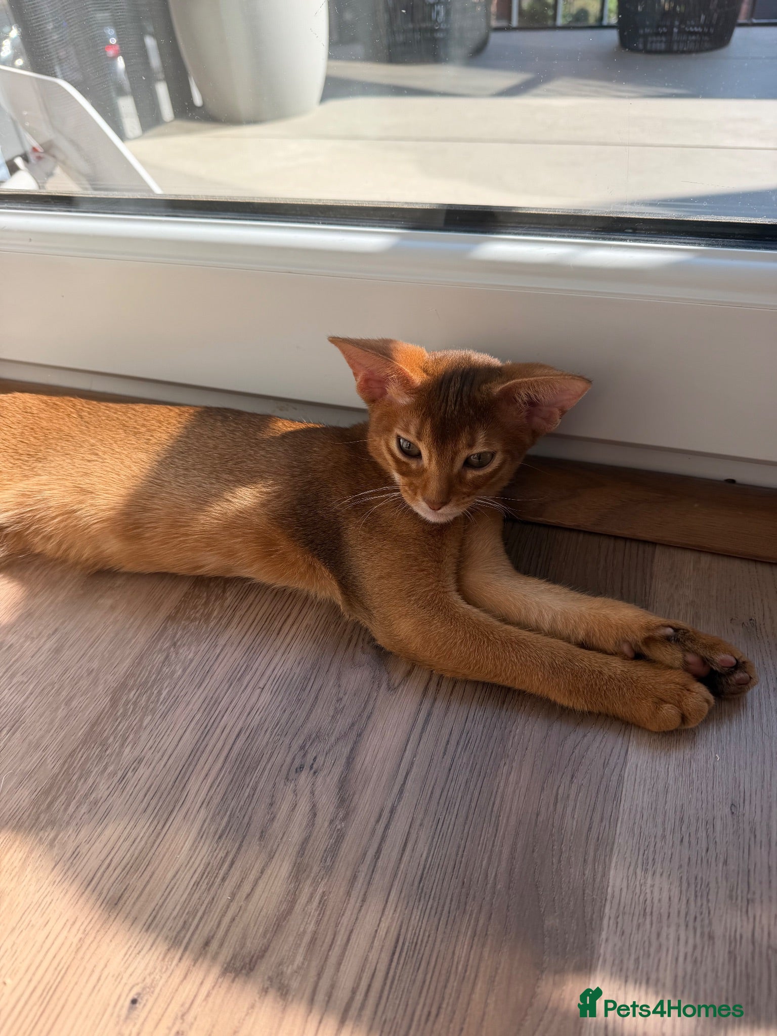 Abyssinian cats Girl 🎀 Ready to Go! - Advert 1