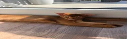 Abyssinian cats for sale: Last Girl 🎀 Ready to Go! - Advert 3