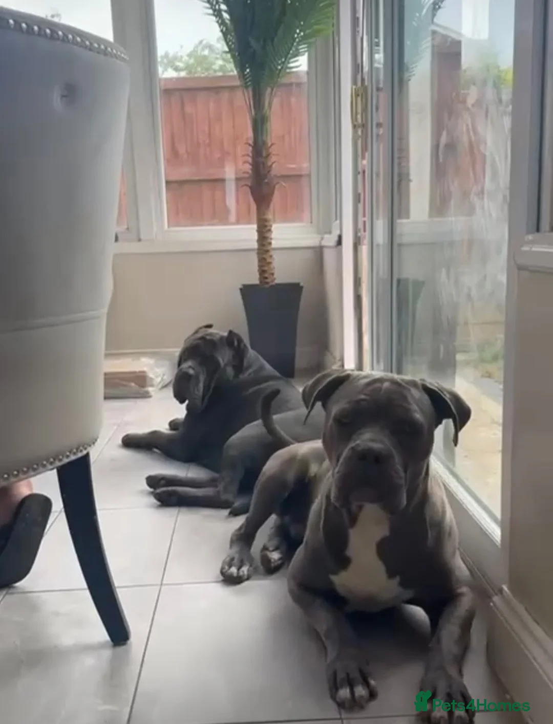 Cane Corso dogs for sale: Cane corso puppies £900 in Colchester - Advert 2