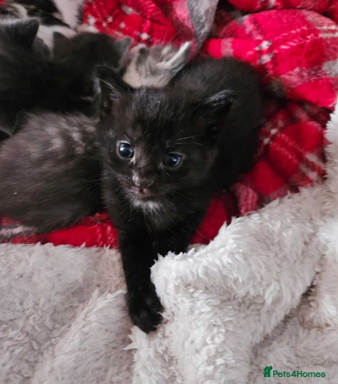 Mixed Breed cats for sale: 😍😍Black boy is looking for home🥰🥰 - Advert 3