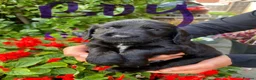 Sprocker dogs for sale: Sprocker spaniel puppies  - Advert 6