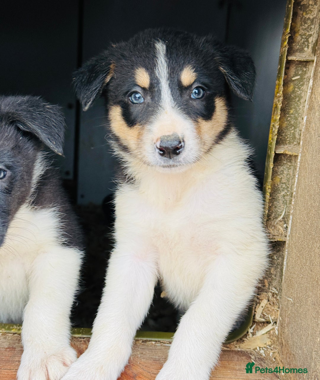 Border Collie dogs for sale: Gorgeous border collie puppies  - Image 4