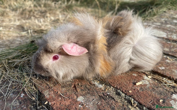 Guinea Pig rodents - Advert 1