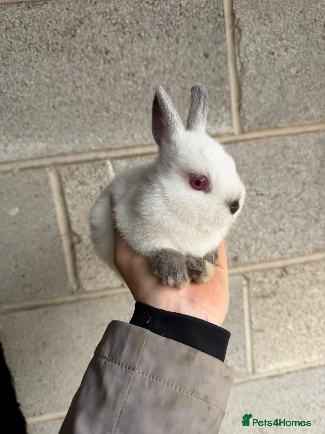 Netherland Dwarf rabbits for sale: Tiny Netherlands Dwarfs Ready Now  - Advert 7