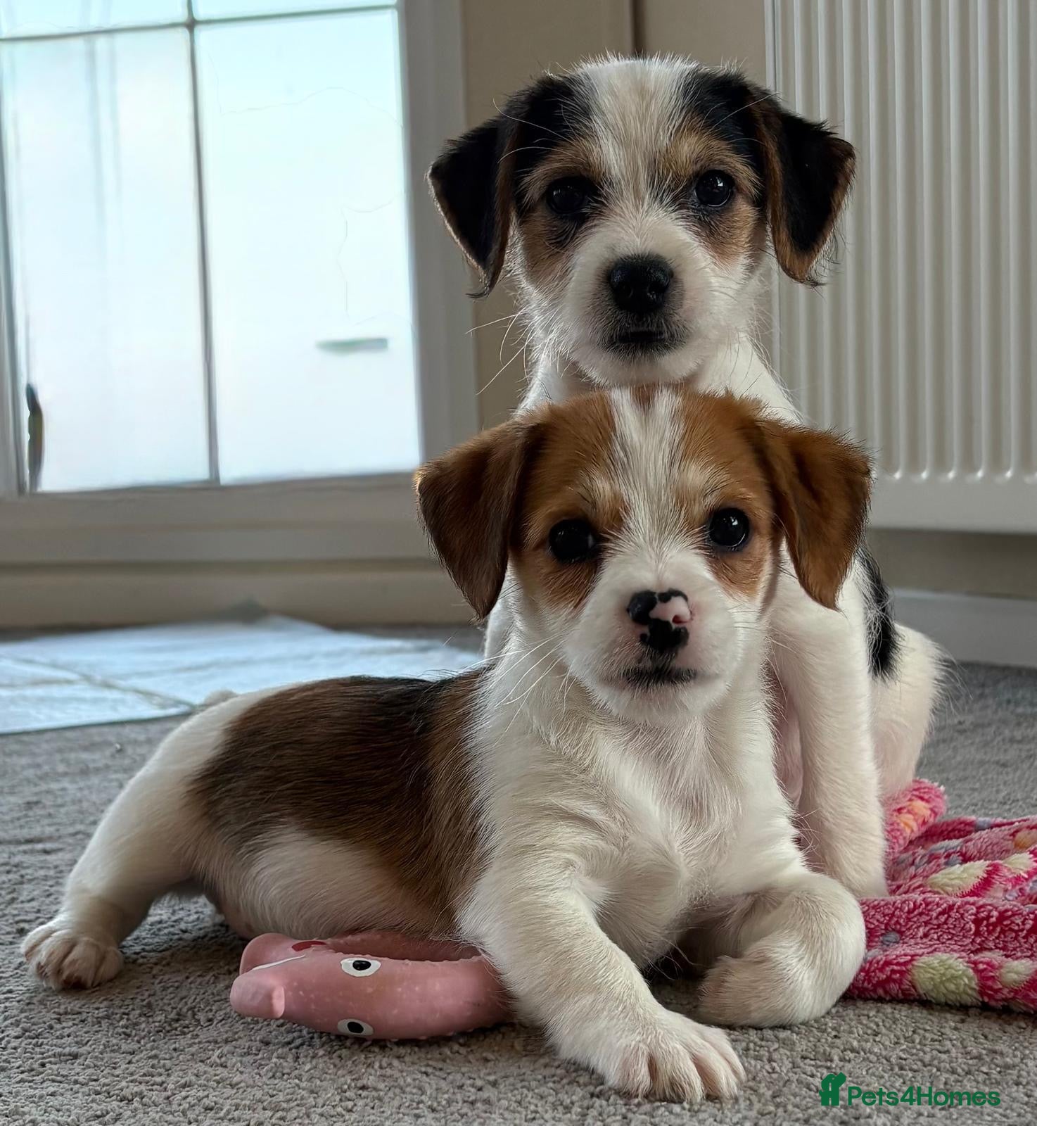 Jack Russell dogs Traditional short-legged Jack Russell puppies! - Advert 1