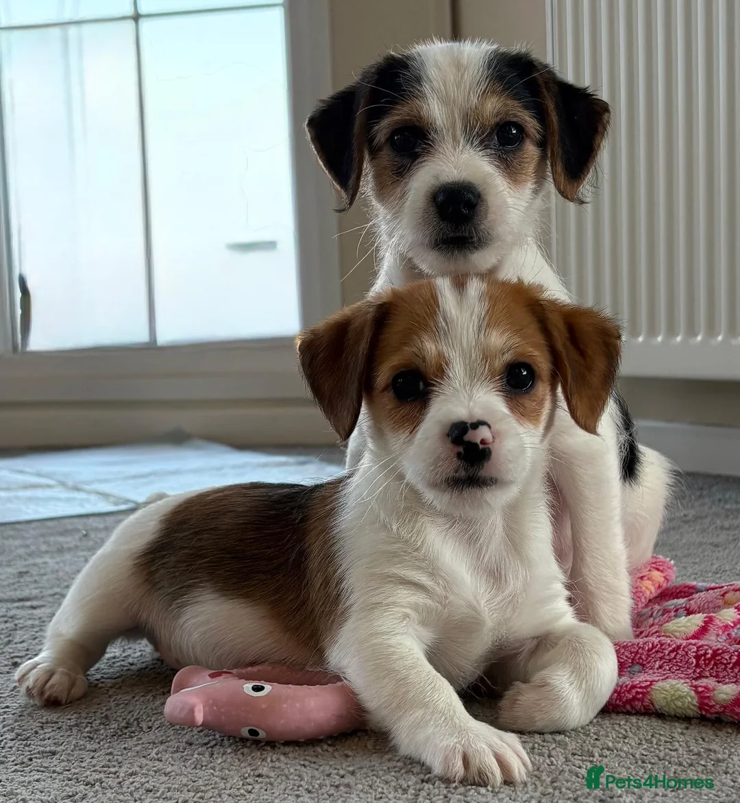 Jack Russell dogs for sale: Traditional short-legged Jack Russell puppies! - Advert 1