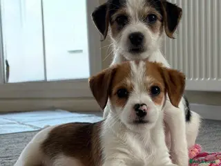 Jack Russell dogs Traditional short-legged Jack Russell puppies! - Advert 9
