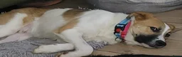 Mixed Breed dogs for adoption: FOSTER OR FOSTER WITH A VIEW TO ADOPT FOR STANLEY  - Advert 2