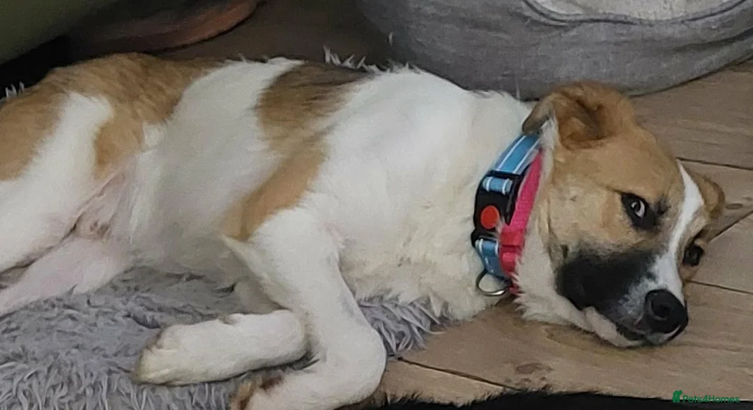Mixed Breed dogs for adoption: FOSTER OR FOSTER WITH A VIEW TO ADOPT FOR STANLEY  - Advert 2