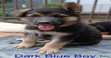 German Shepherd dogs - Advert 1