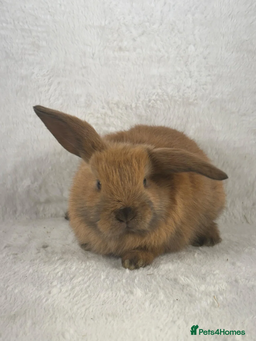 Mini Lop rabbits for sale: 6 x ginger/brown mini lop rabbits - Advert 6