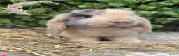Mini Lop rabbits for sale: Gorgeous Pure Bred Mini Lops - Advert 17