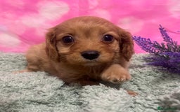 Cavapoo dogs for sale: F1 cavapoo puppies 🐶 🩵💜 - Image 5