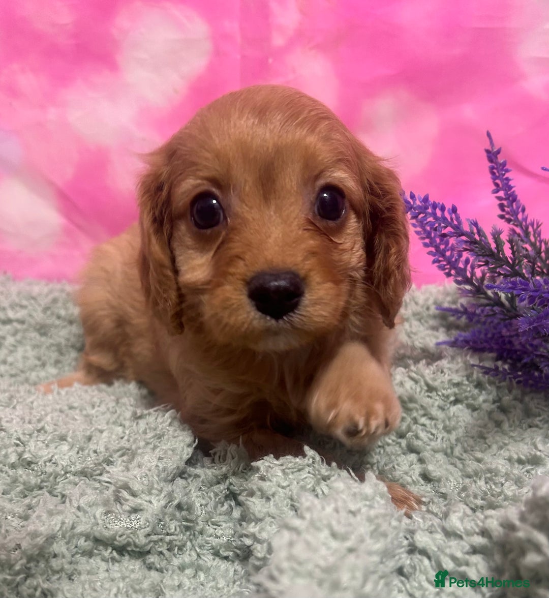 Cavapoo dogs for sale: F1 cavapoo puppies 🐶 🩵💜 - Image 5