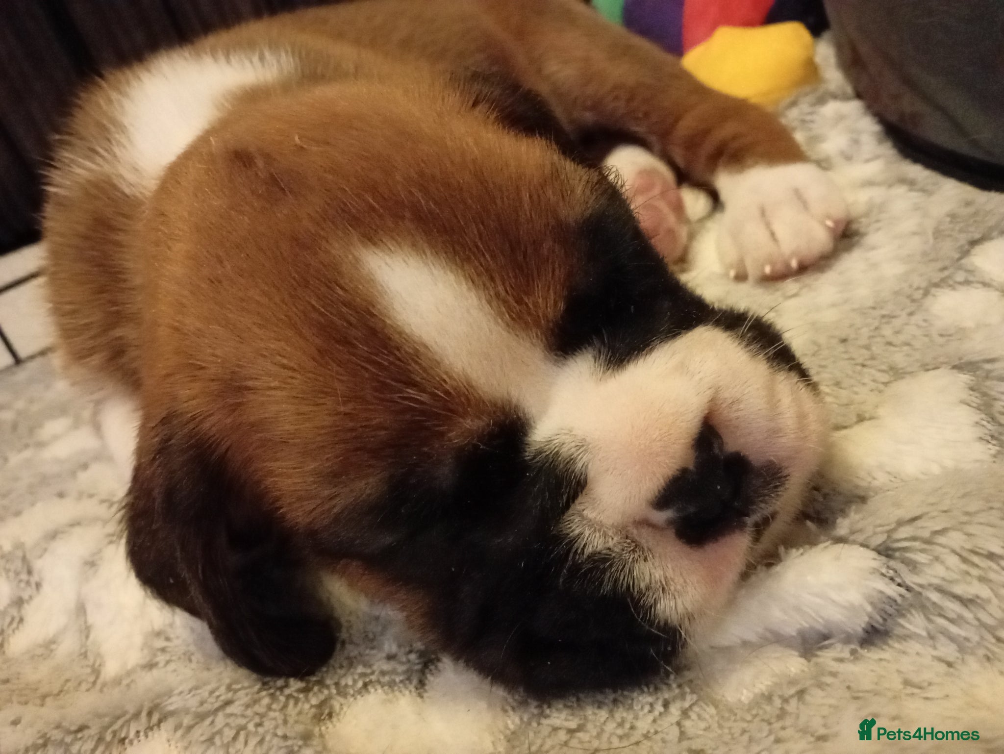 Boxer dogs 🩷🩵stunning KC registered boxers - Advert 5