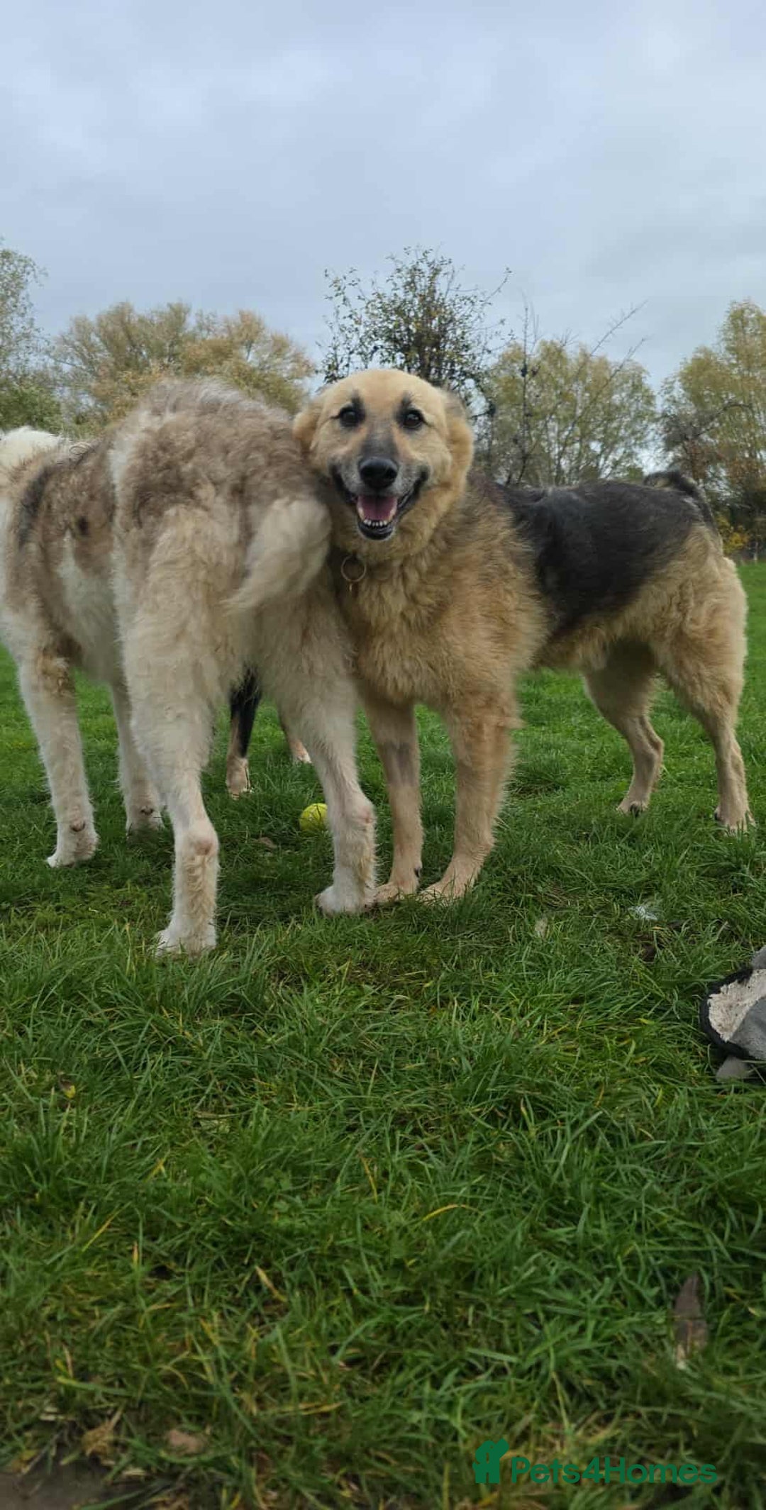 Mixed Breed dogs for adoption: GUS - The gentleman - Image 6