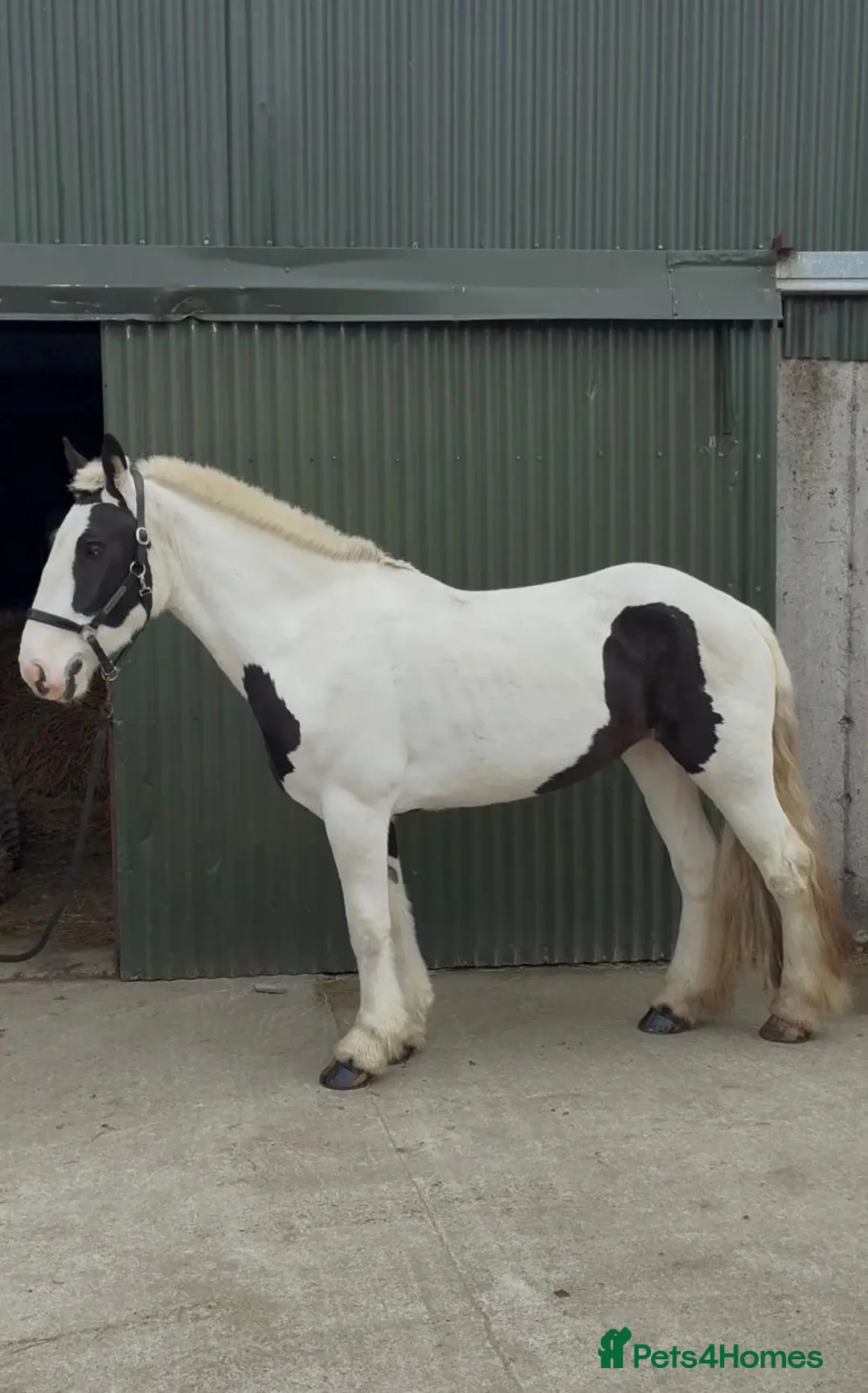 Irish Cob horses for sale: Beautiful cob pony for sale  in Swansea - Advert 2