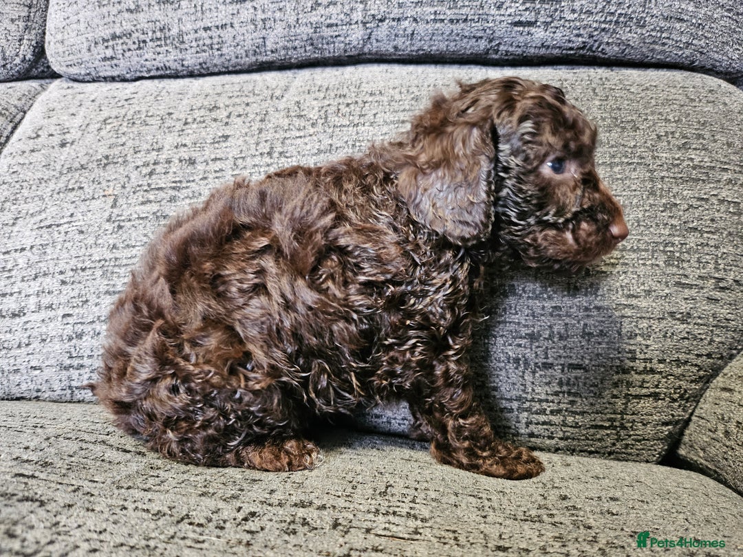 Cockapoo dogs for sale: Cockapoo puppies 2LEFT - Image 8