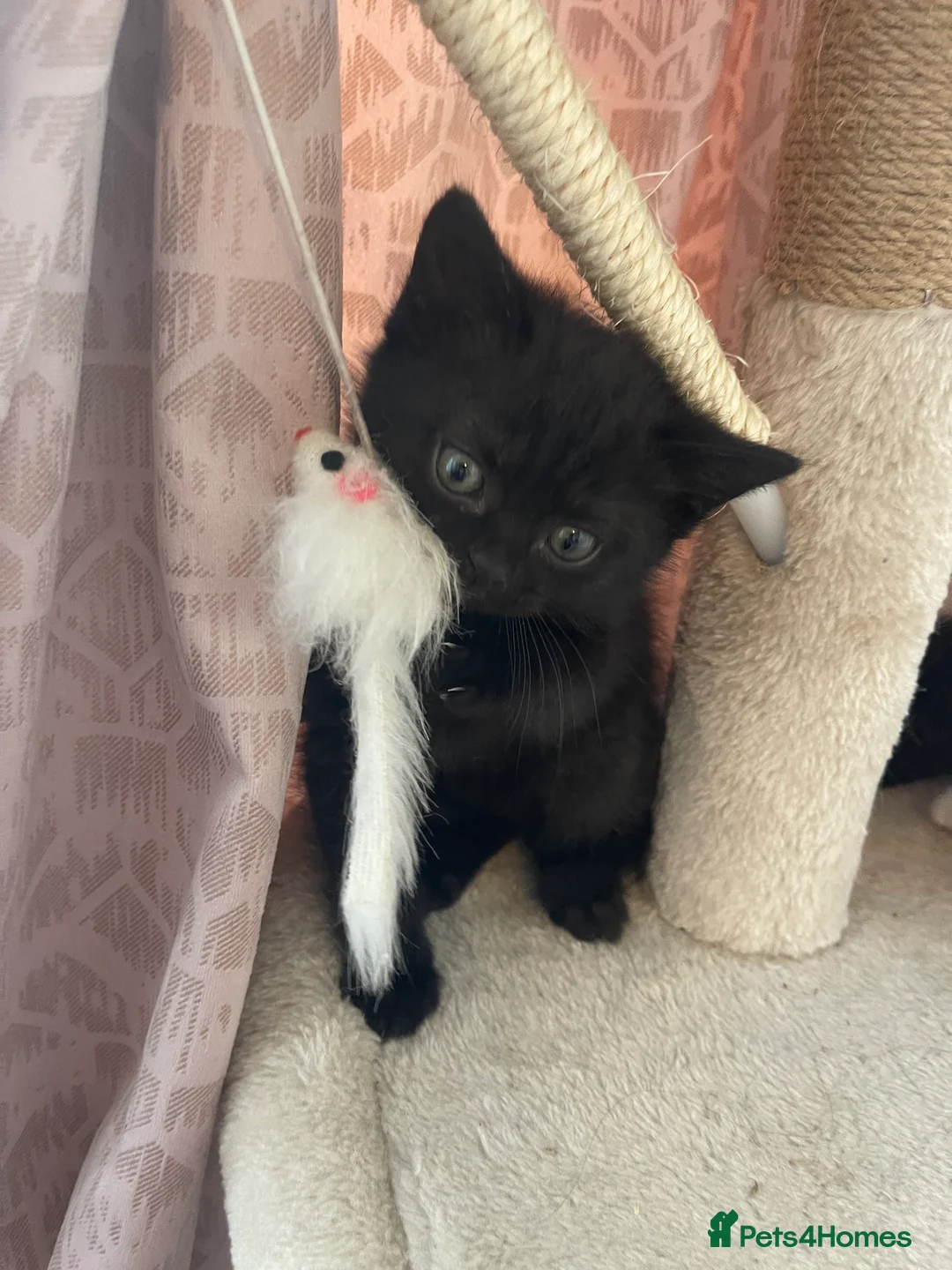 British Shorthair cats for sale: British short hair kittens with dark chocolate fur - Advert 17