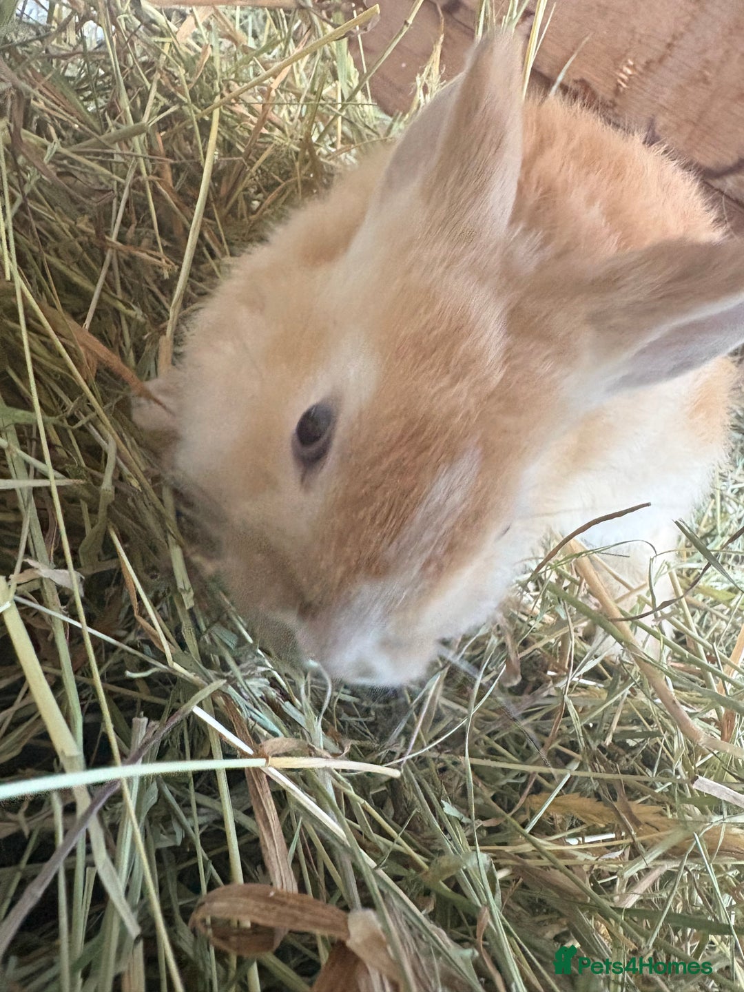 Mixed Breed rabbits for sale: Mixed breed rabbits ready now - Advert 9
