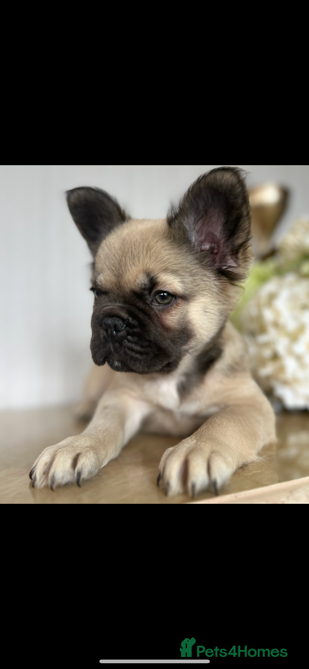 French Bulldog dogs for stud: FLUFFY LILAC TAN FRENCH BULLDOG CARYING TESTABLE in Haywards Heath - Advert 8