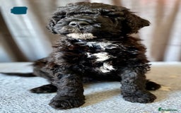 Portuguese Water Dog dogs for sale: Portuguese Water Dog Puppies For Sale - Image 20