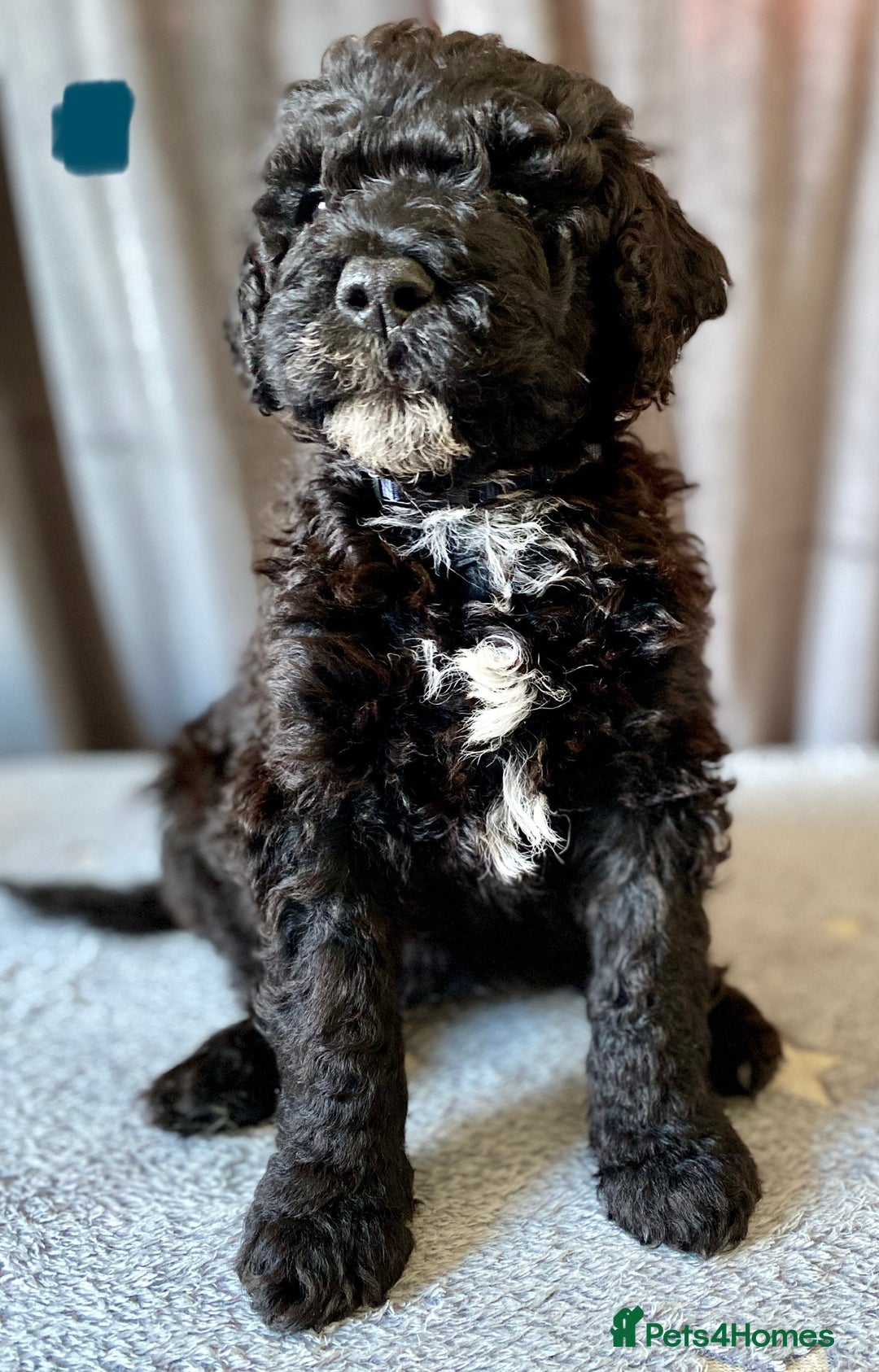 Portuguese Water Dog dogs for sale: Portuguese Water Dog Puppies For Sale - Image 20