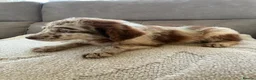 Labradoodle dogs for sale: Merel labradoodle puppies  in Crowborough - Advert 1