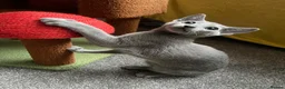 Russian Blue cats for sale: Beautiful Pedigree Russian Blue - Advert 4