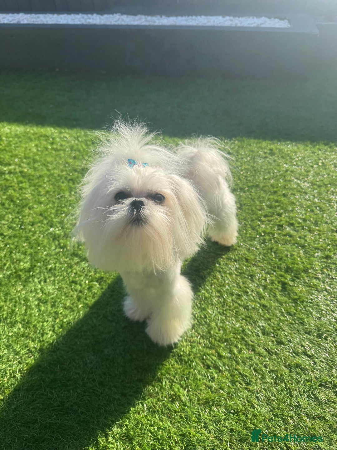 Maltese dogs for stud: Romeo - Full Korean Maltese Available for STUD  - Image 6