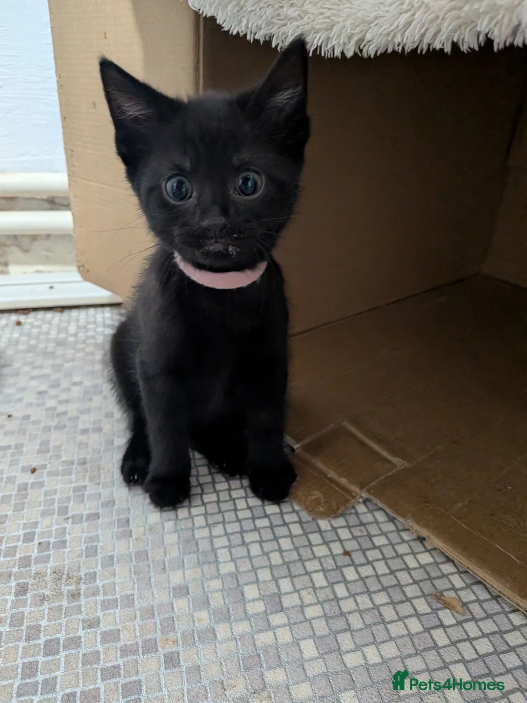 Mixed Breed cats for sale: kittens  in Beaworthy - Advert 2