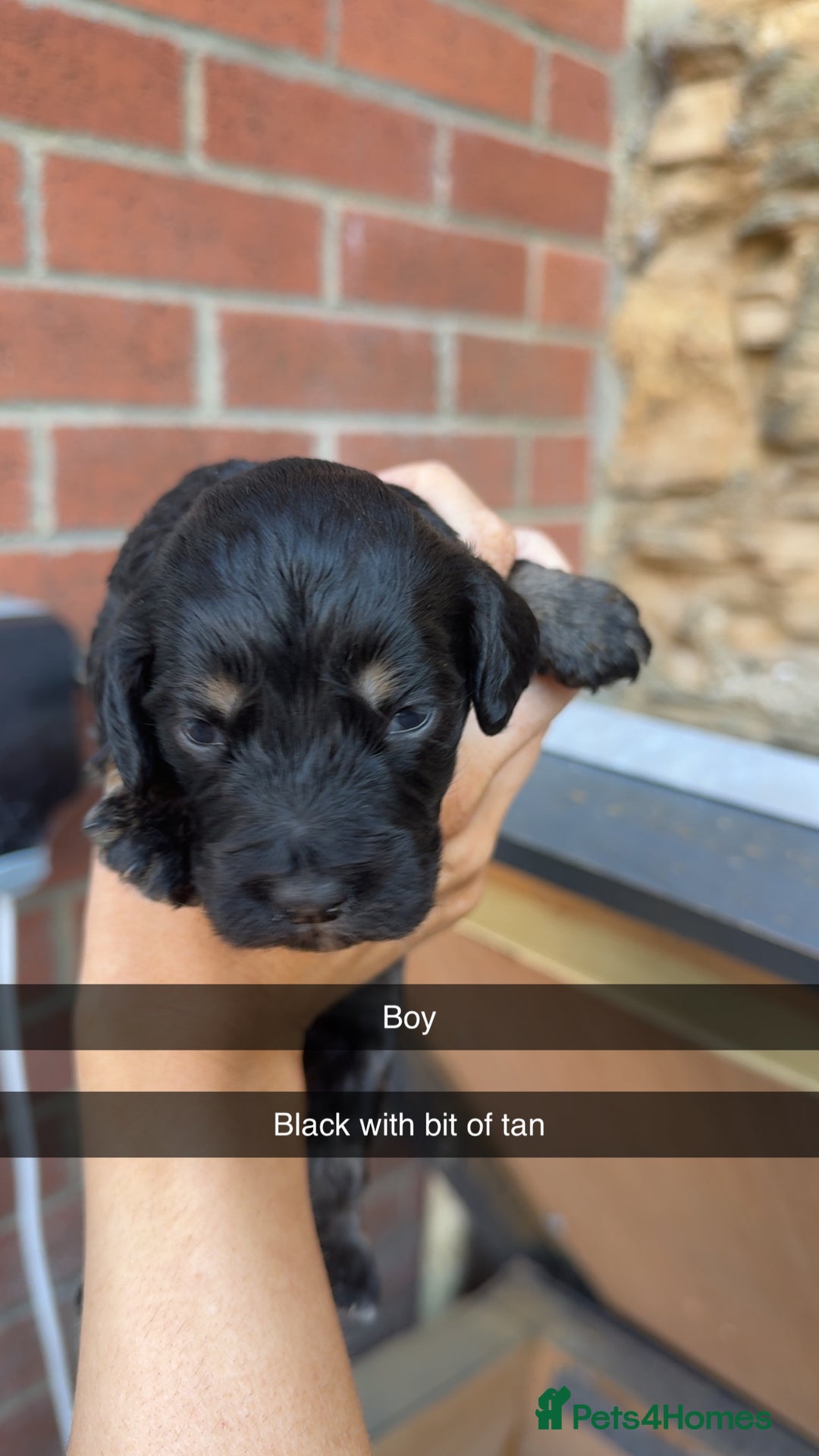 Cockapoo dogs for sale: Beautiful litter of cockapoos  - Image 8